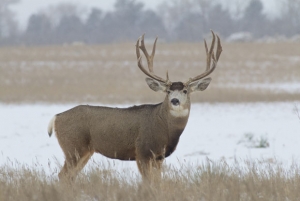 Mule-Deer-580×388 Mule Deer