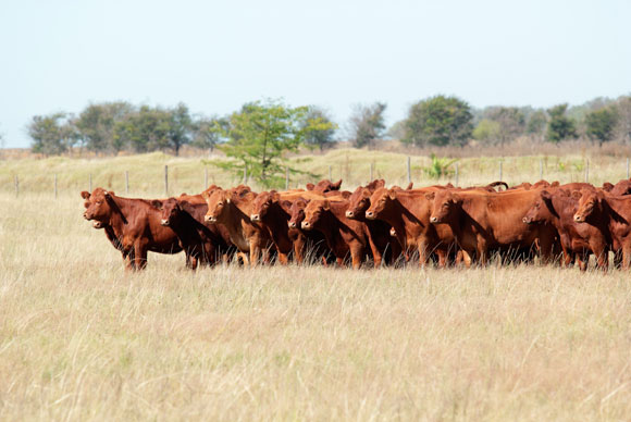 Cattle