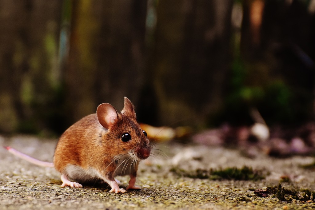 Invasive Rodent Mouse Pic