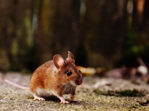 Invasive Rodent Mouse Pic Cropped