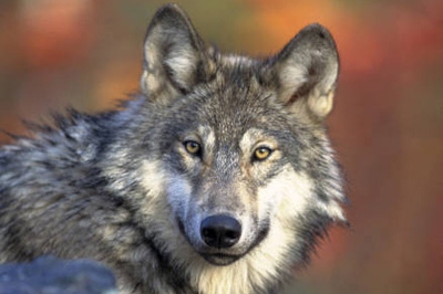 graywolf_USFWS_337x225