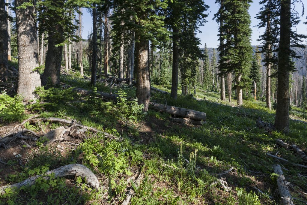 Stewarding the Land: Keystone’s Natural Resources Legacy