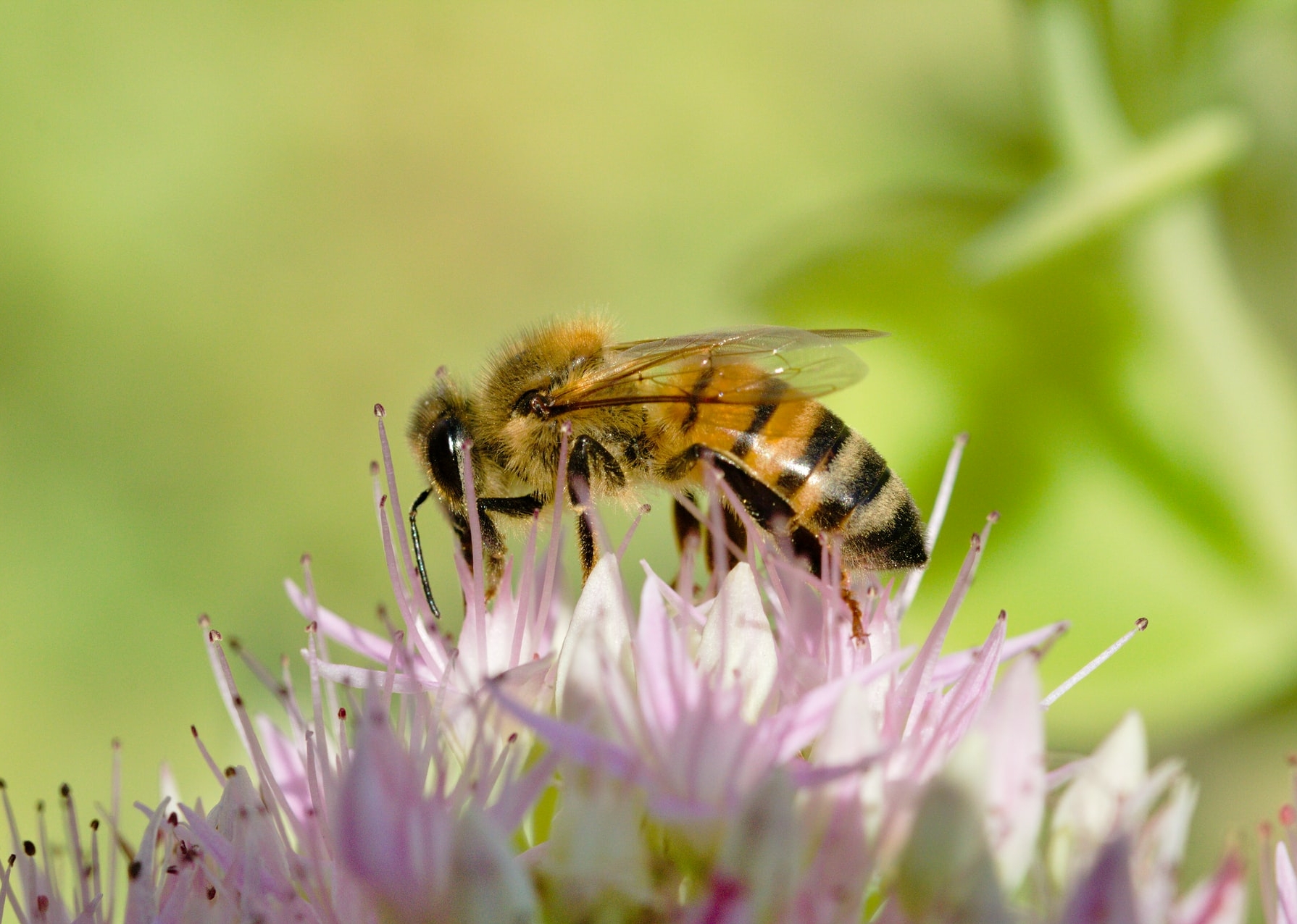 Case Study: Honey Bee Health Coalition