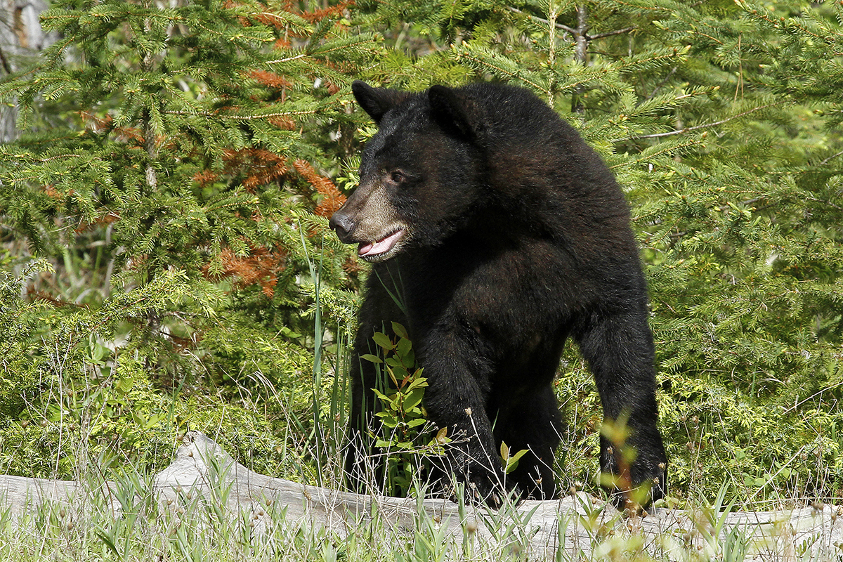 CPW Human-Bear Conflict Working Group