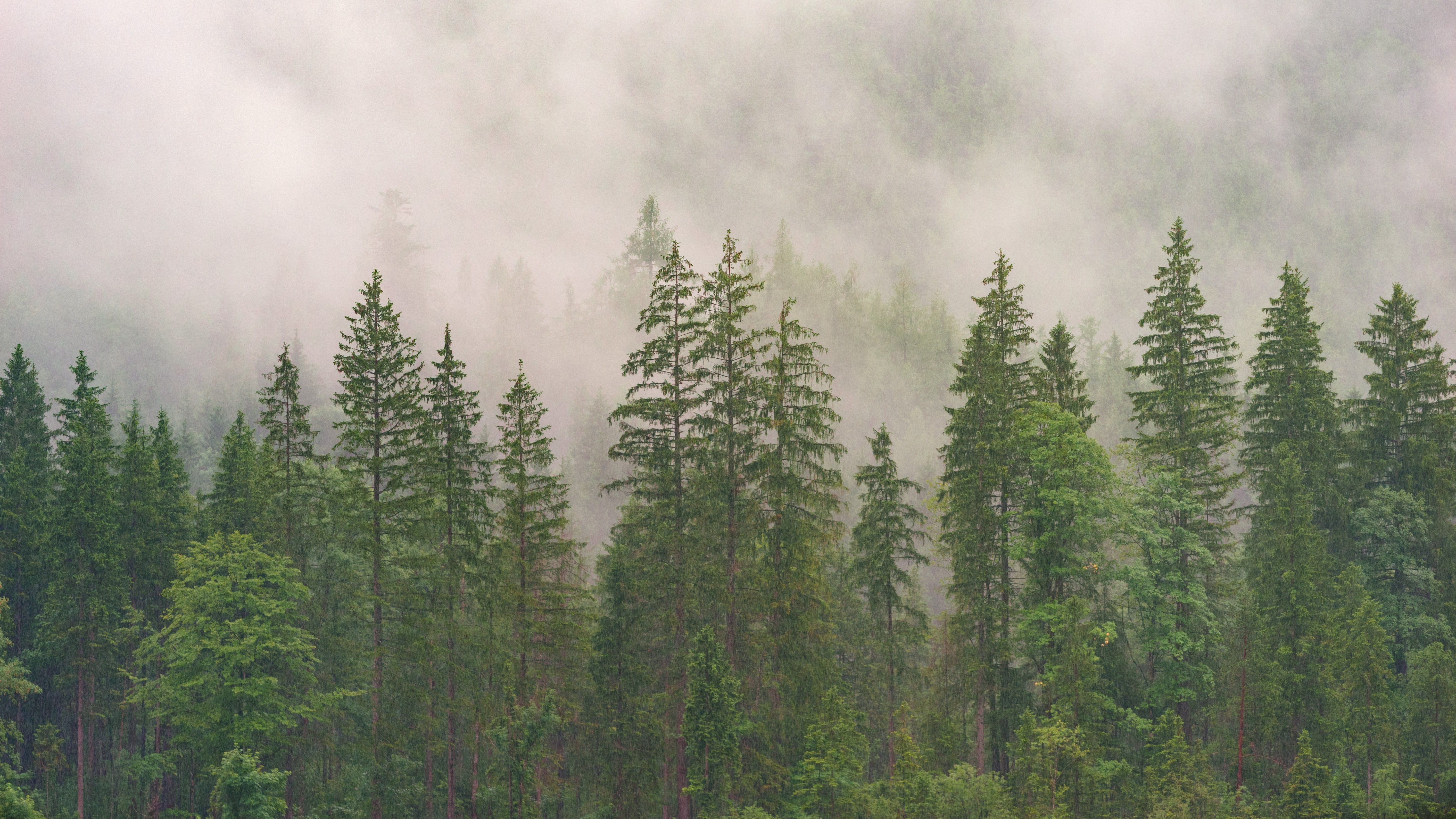 Markets Matter Convening: Aligning Investment in Markets to Support Forests and Rural Prosperity